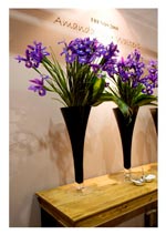 Trends - Amanda Walters